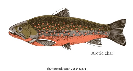 Arktischer Kissenfisch, handgezeichnet, realistische Illustration