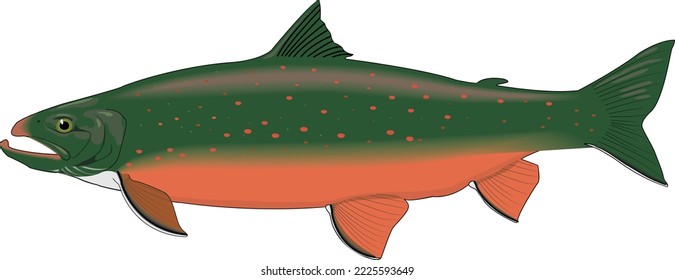 Vektorgrafik des arktischen Char-Fisches