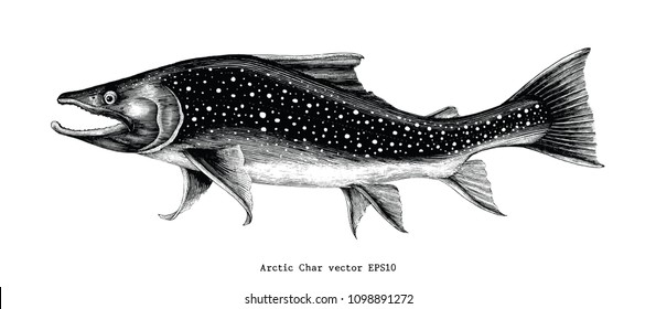 Arctic char hand drawing vintage engraving illustration