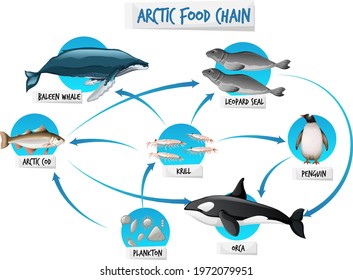 open ocean food web