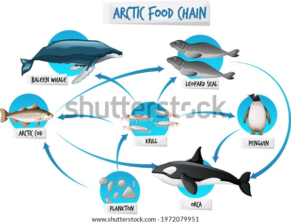 Arctic Food Chain Diagram Concept Illustration Stock Vector (Royalty ...