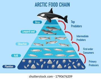 Arctic food chain pyramid illustration