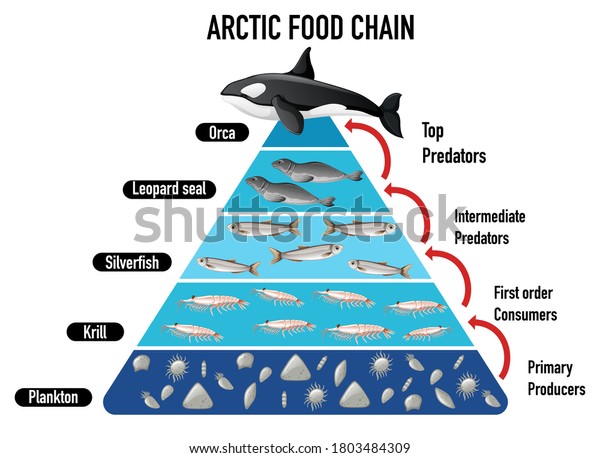 Arctic food chain pyramid\
illustration