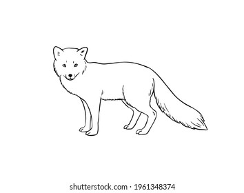 Arctic fox hand-drawn outline vector sketch isolated on white background