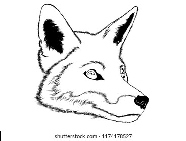 arctic fox head