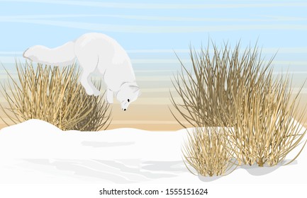 Arctic Fox Hunts By Jumping In The Snow. Arctic Animal. Landscape With Snowdrifts And Dry Grass. Vulpes Lagopus, White, Polar Or Snow Fox. Realistic Vector Landscape