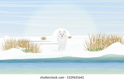 Arctic fox stands on the shore of a freezing shallow river. Arctic animal. Vulpes lagopus, white, polar or snow fox. Realistic vector landscape