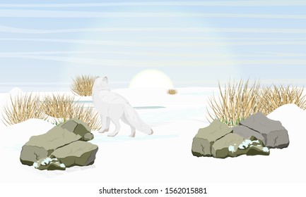 Arctic fox stot on a snowy plain and looks at the sun. Arctic animal. Landscape with snowdrifts, stones and dry grass. Vulpes lagopus, white, polar or snow fox. Realistic vector landscape