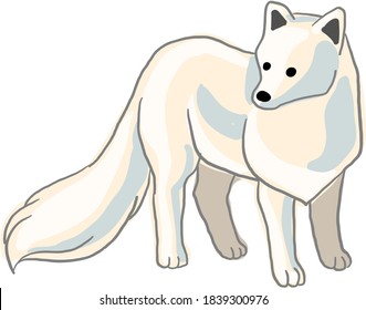 arctic fox vector clipart on transparent background