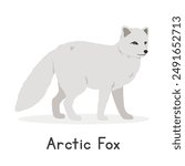 Arctic fox vector illustration, cartoon clipart character, animal in flat style. Wild animals, wild creatures, wildlife concept. White fox, polar fox, snow fox vector design isolated on white