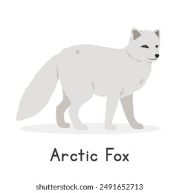 Arctic fox vector illustration, cartoon clipart character, animal in flat style. Wild animals, wild creatures, wildlife concept. White fox, polar fox, snow fox vector design isolated on white