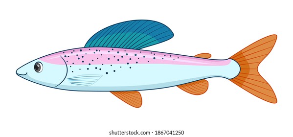 Arctic grayling fish on a white background. Cartoon style vector illustration