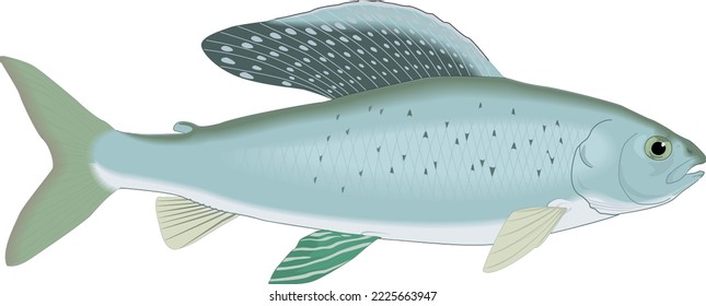 Arctic Grayling Fish Vector Illustration