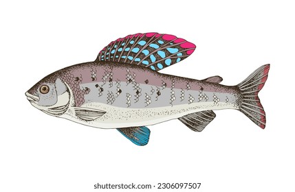 Arctic grayling, freshwater fish in side view