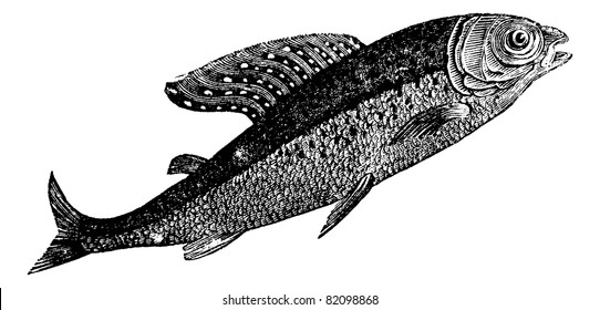 Arctic grayling or Thymallus arcticus, Shadow Spotted or Thymallus means, vintage engraved illustration. Trousset encyclopedia (1886 - 1891).