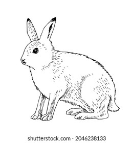 Arctic hare isolated on white background