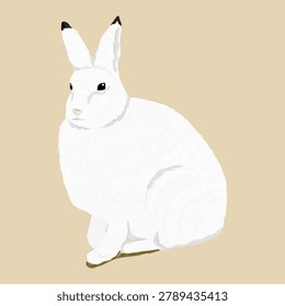 Arctic hare Lepus arcticus vector illustration. White polar rabbit graphic icon isolated on background
