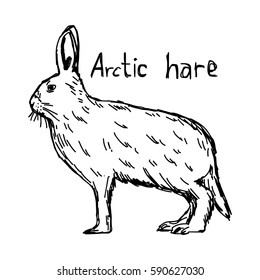 arctic hare - vector illustration sketch hand drawn with black lines, isolated on white background