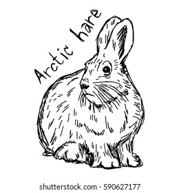 arctic hare - vector illustration sketch hand drawn with black lines, isolated on white background