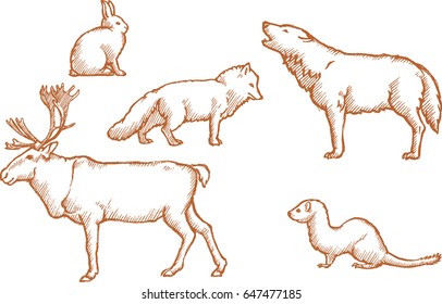 Arctic Land Animals Set Sketch