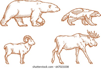 Arctic Land Animals Sketch