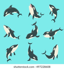 Arctic Orca Whale Different Body Positions Set Of Illustrations.