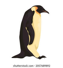 
arctic penguin isolated on white background
