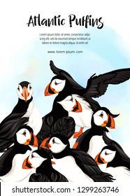 Arctic Puffins. Vector illustration.