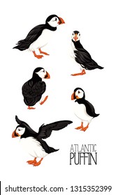 Arctic Puffins. Vector illustration.