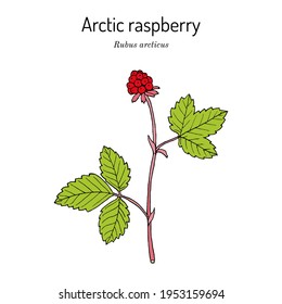 Arctic raspberry (Rubus arcticus), edible and medicinal plant. Hand drawn botanical vector illustration