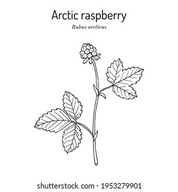 Arctic raspberry (Rubus arcticus), edible and medicinal plant. Hand drawn botanical vector illustration