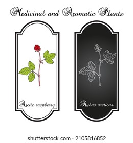 Arctic raspberry (Rubus arcticus), edible and medicinal plant. Hand drawn botanical vector illustration