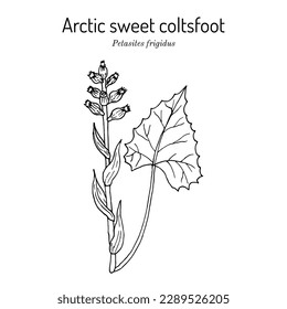 Arctic sweet coltsfoot (Petasites frigidus), edible and medicinal plant. Hand drawn botanical vector illustration