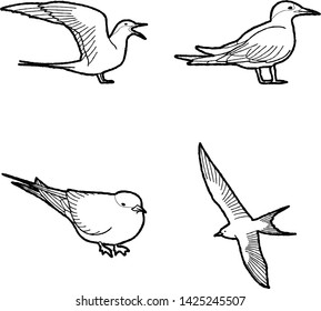 Arctic Tern Animal Vector Illustration Hand Drawn Cartoon Art