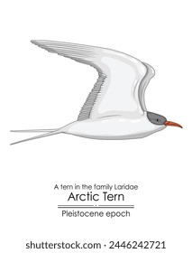 The Arctic Tern appeared in the Pleistocene epoch