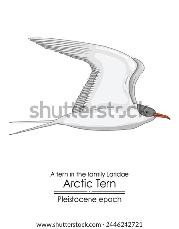 The Arctic Tern appeared in the Pleistocene epoch