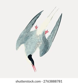 Arctic tern bird, illustration isolated on white, vector.