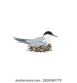 Arctic Tern Bird Sitting on a Nest Illustration Isolated on White Background for Wildlife Concept