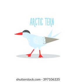 Arctic Tern Drawing For Arctic Animals Collection Of Flat Vector Illustration In Creative Style On White Background