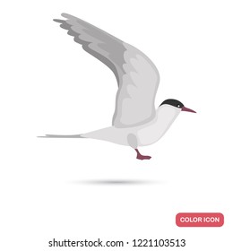 Arctic tern sea bird color flat icon