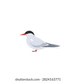 Arctic Tern Sea Bird Vector Illustration Isolated on White Background Minimalist Flat Design Art