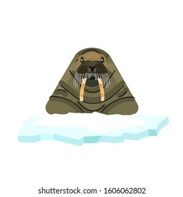 Arctic walrus on a white background. Walrus illustration. Vector animal of the Arctic
