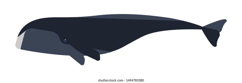 Arctic whale flat vector illustration. Huge marine animal side view. Abstract giant bowhead whale. Balaena mysticetus species minimalist drawing. Endangered Arctic waters mammal clipart.