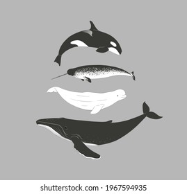 Arctic whales set in minimalist style. Killer whale, narwhal, beluga and humpback whale monochrome vector illustration