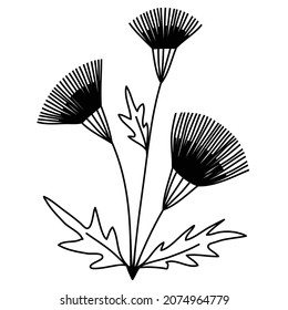 Línea floral Arctium lappa burdock. Imagen simple de una flor con tres inflorescencias de flor y hojas sobre tallos delgados, arte de línea vectorial estilo doodle negro