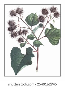 Arctium lappa, hand-painted floral and botanical painting, hand-painted herbal painting, natural herbs.