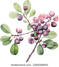 Arctostaphylos uva-ursi Watercolor floral arrangements with beautiful Arctostaphylos flower, Watercolor floral bouquet.