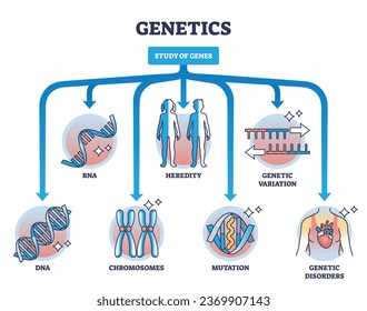 Areas of study within genetics and gene learning fields outline diagram. Labeled educational scheme with RNA, DNA, chromosomes, heredity and genetic variations research subjects vector illustration.