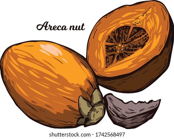 Areca betel nut isolated vector illustration. Seed of palm Areca catechu, chewing betelnut. Indian plant, asian herb or fruit. Chewing tobacco, harmful effects on health and carcinogenic nut