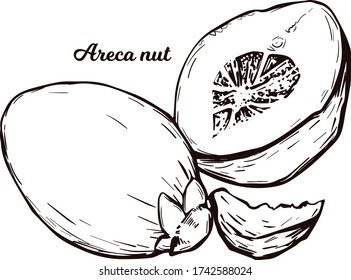 Areca betel nut isolated vector illustration. Seed of palm Areca catechu, chewing betelnut. Indian plant, asian herb or fruit. Chewing tobacco, harmful effects on health and carcinogenic nut